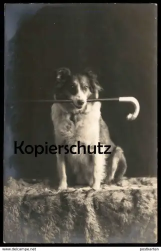 ALTE POSTKARTE HUND MIT SPAZIERSTOCK DRESSUR COLLIE colley ? training Stock dog chien cpa postcard Ansichtskarte