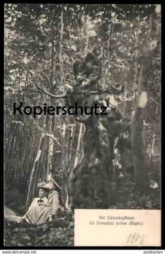 ALTE POSTKARTE DER OCHSENKOPFBAUM BEI LOHME INSEL RÜGEN Baum tree arbre Ochse Stier Kuh cow Ansichtskarte postcard cpa