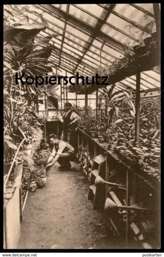 ALTE POSTKARTE GEWÄCHSHAUS GENESUNGSHEIM REINDLITZ RYJICE CZECH REPUBLIC Botanik greenhouse Böhmen Ansichtskarte AK cpa