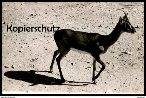 ALTES ORIGINAL FOTO GAZELLE SPRINGBOCK springbok Impala Antilope Afrika africa Karte cpa photo postcard