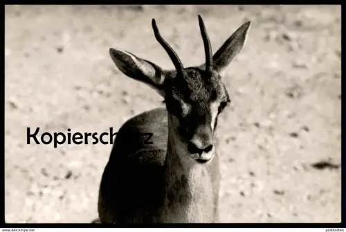 ALTES ORIGINAL FOTO GAZELLE SPRINGBOCK springbok Impala Antilope Afrika africa Karte cpa photo postcard