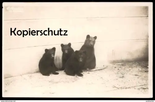 ALTE POSTKARTE BERN BÄREN 1927 Bär bear ours Tierpark zoological garden bears postcard AK Ansichtskarte cpa