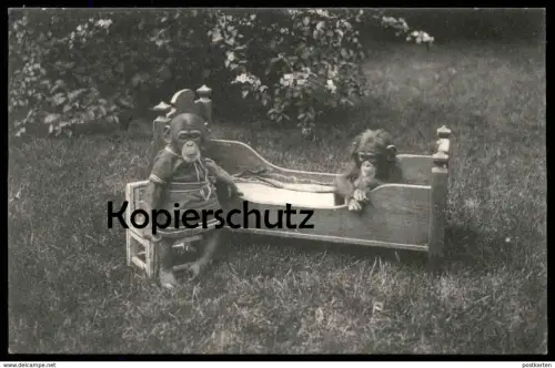 ALTE POSTKARTE LILLI UND MARIE CHIMPANSEN CARL HAGENBECK'S TIERPARK HAMBURG STELLINGEN Schimpanse chimp Affe ape AK