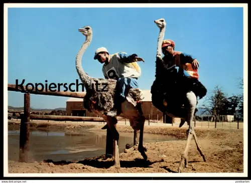 ÄLTERE POSTKARTE STRAUSSENRENNEN OSTRICH RACING OUDTSHOORN CAPE Kaap Volstruis-resies autruche Vogel Strauss postcard