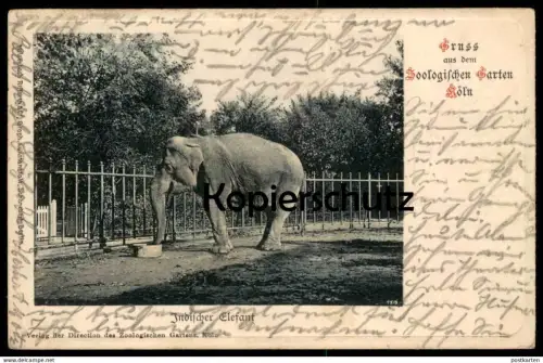 ALTE POSTKARTE GRUSS AUS DEM ZOO KÖLN INDISCHER ELEFANT JARDIN ZOOLOGIQUE PARQUE ZOOLOGICO ELEPHANT Elefante Tusker