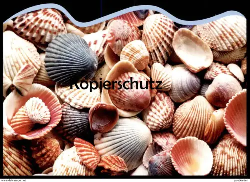 POSTKARTE MEER MUSCHELFELD MUSCHEL MUSCHELN COQUILLAGE DE MER sea shell Ansichtskarte cpa postcard AK