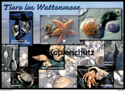 POSTKARTE TIERE IM WATTENMEER MUSCHEL COQUILLAGE DE MER sea Shell Seestern star etoile Krebs crab crabe postcard cpa