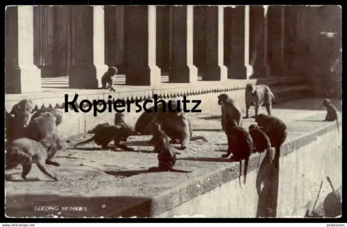 ALTE POSTKARTE FEEDING MONKIES monkeys monkey Affe Affen ape singe temple Tempel Thailand ? cpa postcard Ansichtskarte