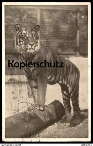 ALTE POSTKARTE WIEN SCHÖNBRUNN TIERGARTEN KÖNIGSTIGER FELIS TIGRIS Zoo zoological garden jardin zoologique Ansichtskarte