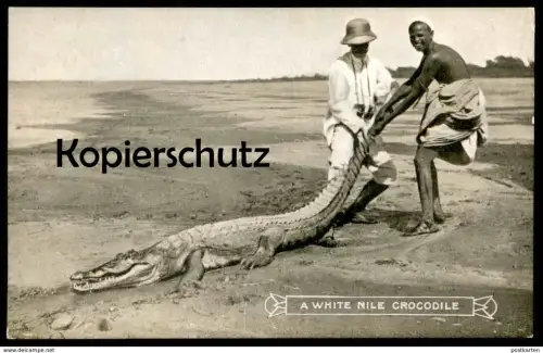 ALTE POSTKARTE A WHITE NILE CROCODILE Krokodil croco alligator cpa AK Ansichtskarte postcard