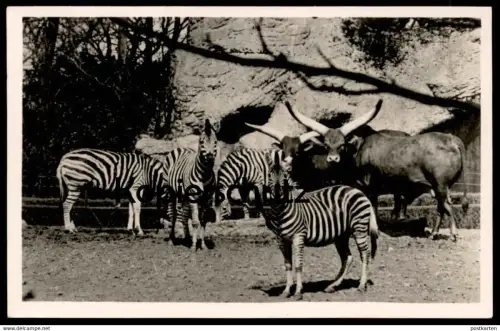 ALTE POSTKARTE ZEBRAS UND WATUSSI RIND CARL HAGENBECK'S TIERPARK Hamburg Hagenbeck Zebra Zoo cow postcard AK cpa