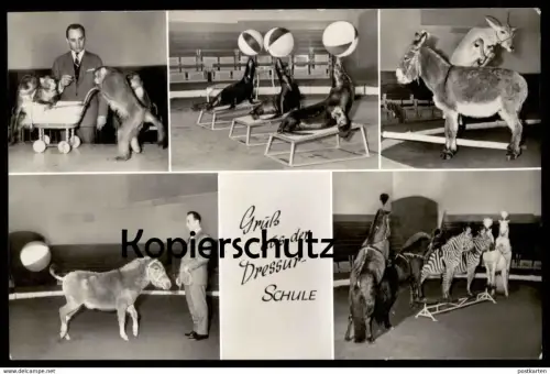 ALTE POSTKARTE GRUSS AUS DER DRESSURSCHULE ZEBRA AFFE ESEL SEEHUND DRESSUR VERMENSCHLICHT Hamburg Hagenbeck Zoo postcard