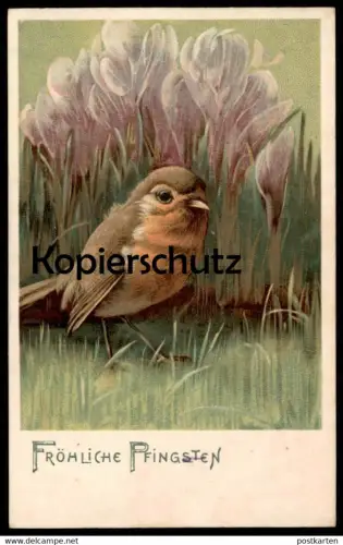 ALTE POSTKARTE FRÖHLICHE PFINGSTEN Rotkehlchen robin le rouge-gorge Ansichtskarten postcard cpa AK