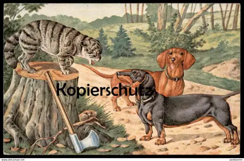 ALTE POSTKARTE HUNDE WÜTENDE KATZE Teckel Dachshund dog chien Dackel chat cat Humor humour cpa Ansichtskarte postcard AK