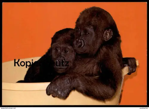 ÄLTERE POSTKARTE EIN GRUSS AUS DEM NEUEN FREUNDLICHEN ZOO MÜNSTER ALLWETTERZOO FLACHLANDGORILLA GORILLA Affe ape AK