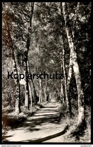 ÄLTERE POSTKARTE NEURUPPIN BIRKENALLEE IM STADTPARK BIRKE Baum Birken Allee alley Rotophot postcard cpa AK Ansichtskarte