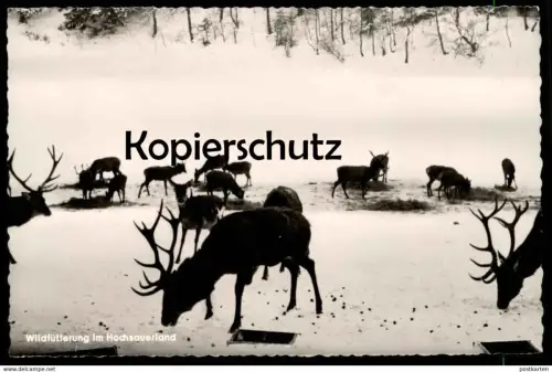 ÄLTERE POSTKARTE WILDFÜTTERUNG IM HOCHSAUERLAND SAUERLAND REH HIRSCH roe deer cerf chevrenil postcard cpa Ansichtskarte