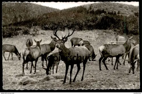 ÄLTERE POSTKARTE WILDFÜTTERUNG IM ASTENGEBIET WINTERBERG Reh Hirsch roe deer cerf chevrenil postcard Ansichtskarte cpa