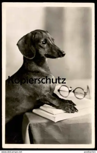 ALTE POSTKARTE SCHLAUER DACKEL BRILLE BUCH KLUGER HUND Dachshund Teckel basset schlau wise dog AK Ansichtskarte postcard