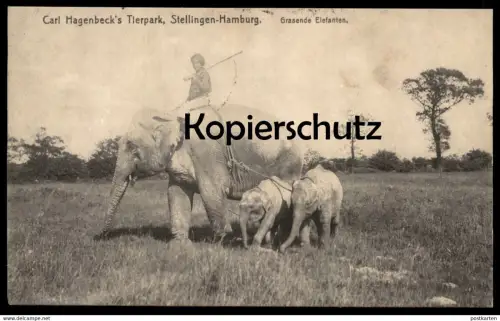 ALTE POSTKARTE CARL HAGENBECK'S TIERPARK STELLINGEN HAMBURG GRASENDE ELEFANTEN Elefant elephants circus cirque postcard
