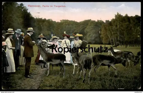 ALTE POSTKARTE HANNOVER PARTIE IM TIERGARTEN FÜTTERUNG HIRSCH Reh roe deer chevreuil cerf AK Ansichtskarte cpa postcard