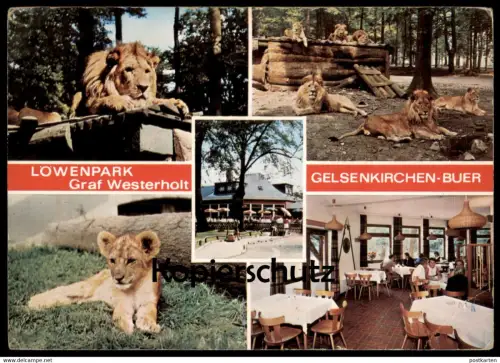 ÄLTERE POSTKARTE LÖWENPARK GRAF WESTERHOLT GELSENKIRCHEN-BUER Löwen Löwe lion postcard cpa Ak postcard
