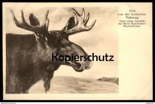ALTE POSTKARTE ELCH VON DER KURISCHEN NEHRUNG NACH EINEM GEMÄLDE DES HERRN KUNSTMALERS BISCHOFF-CULM elk moose kurische