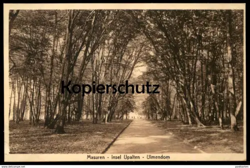 ALTE POSTKARTE MASUREN INSEL UPALTEN ULMENDOM Upalty Ostpreussen Ulmen Ulme Baum cpa postcard AK Ansichtskarte
