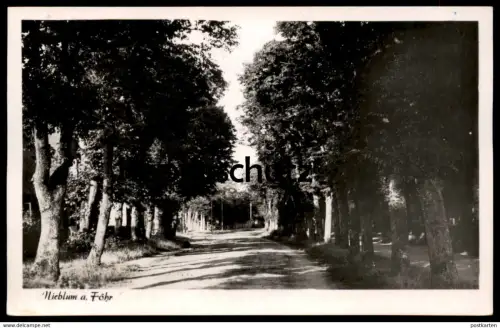ALTE POSTKARTE NIEBLUM AUF FÖHR ALLEE alley Insel cpa postcard Ansichtskarte AK