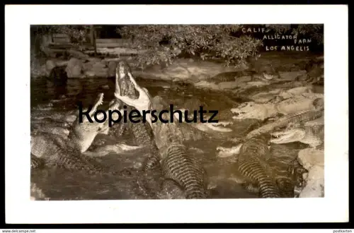 ALTE POSTKARTE CALIFORNIA ALLIGATOR FARM LOS ANGELES Crocodile Krokodile Fütterung ? postcard Ansichtskarte AK cpa
