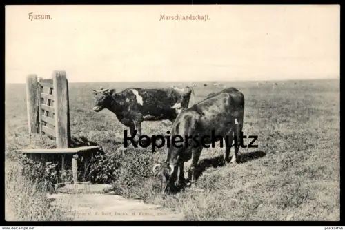 ALTE POSTKARTE HUSUM MARSCHLANDSCHAFT MARSCH LANDWIRTSCHAFT Kuh cow Kühe vache cows AK Ansichtskarte cpa postcard