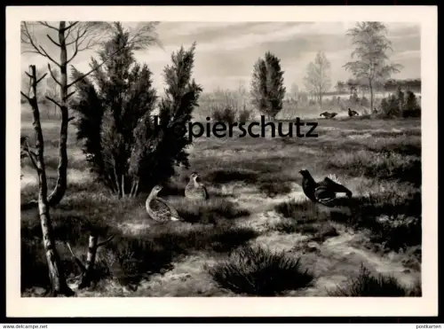 ÄLTERE POSTKARTE BIRKHAHNBALZ IN DER HEIDE FR. REIMANN ZEULENRODA BIRKHUHN petit coq de bruyère black cock Ansichtskarte