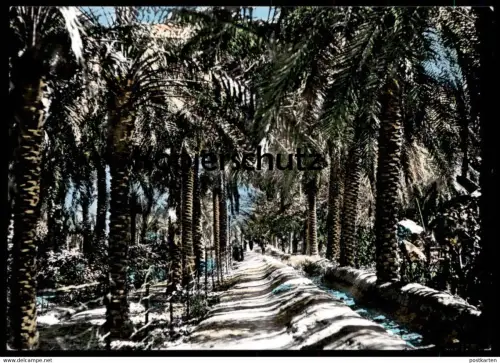 ÄLTERE POSTKARTE BASRAH DATE GROVE Basra Irak Iraq garden Garten cpa postcard AK Ansichtskarte
