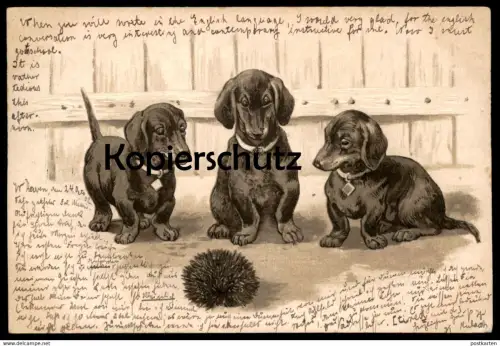 ALTE PRÄGE POSTKARTE DACKEL & IGEL teckel basset dachshund Humor humour dog hedgehog hérisson embossed postcard gauffrée