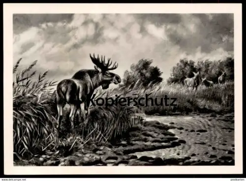 ÄLTERE POSTKARTE ELCH FRIEDRICH REIMANN ZEULENRODA elk moose élan brocard orignal cpa postcard AK Ansichtskarte