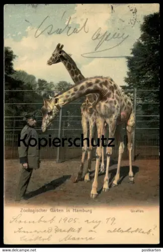 ALTE POSTKARTE ZOO HAMBURG GIRAFFE GIRAFFEN NETZGIRAFFE girafe Tierpark Garden jardin zoologique postcard Ansichtskarte