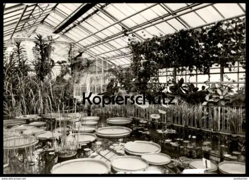 ÄLTERE POSTKARTE BOTANISCHER GARTEN JENA VICTORIA-HAUS 1978 SEEROSE nénufar water lily Botanik Pflanzen botany garden AK