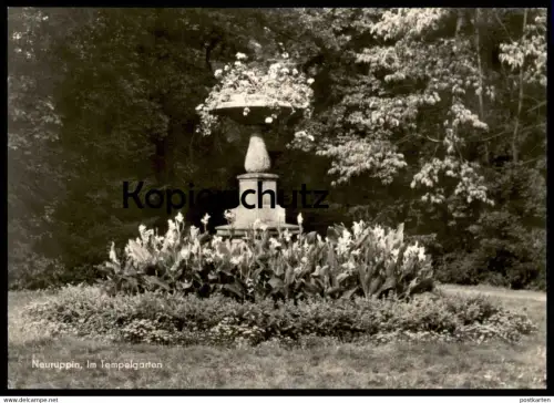ÄLTERE POSTKARTE NEURUPPIN IM TEMPELGARTEN Garten botanic garden jardin botanique flowers fleurs Ansichtskarte postcard