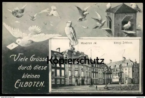 ALTE POSTKARTE MÜNSTER SCHLOSS VIELE GRÜSSE KLEINE EILBOTEN BRIEFTAUBE FANTASIE Taube pigeon voyageur carrier pigeon