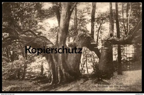 ALTE POSTKARTE ALTE BURGLINDE AUF DEM REINEBERG LÜBBECKE LINDE BAUM TREE ARBRE Tilleul Lime Linde cpa postcard AK