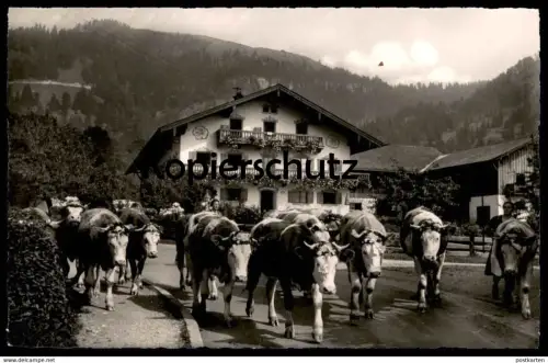 ÄLTERE POSTKARTE ALMABTRIEB BAYRISCHZELL ZELLERHOF Kuh Kühe vache vaches cow cows postcard cpa AK Ansichtskarte