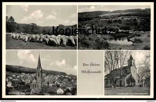 ÄLTERE POSTKARTE WILSENROTH DER SCHÖNE WESTERWALD DORNBURG BLASIUSKAPELLE SCHAFE Schaf sheep mouton Schafherde cpa
