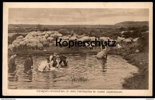 ALTE POSTKARTE SCHAPEN-WASSCHEN IN EEN HEIDEPLAS TE ASSEL APELDOORN Schafe sheep washing Nederland netherlands pays-bas