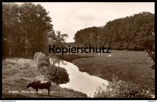 ALTE POSTKARTE ANGELN PARTIE BEI LOIT PANORAMA Kuh cow vache Ziegen Ziege goats goat Schleswig-Holstein cpa postcard
