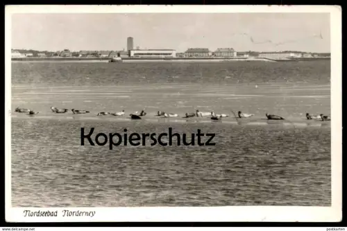 ÄLTERE POSTKARTE NORDERNEY SEEHUNDE WATTENMEER Nordsee Robbe Robben seal north sea veau marin phoque commun mer du nord