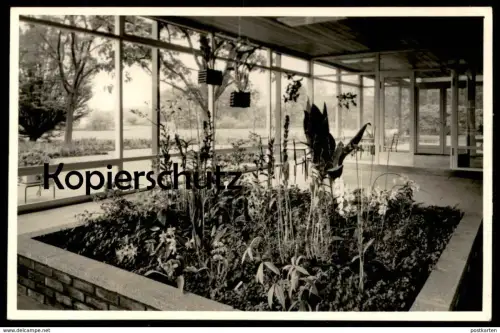 ALTE FOTO POSTKARTE BAD ZWISCHENAHN BOTANIK PFLANZEN BLUMEN Orchidee orchis orchid botany cpa photo postcard AK