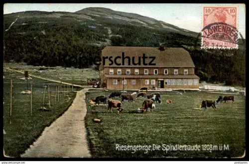 ALTE POSTKARTE RIESENGEBIRGE DIE SPINDLERBAUDE Stempel Löwenberg Schlesien Ansichtskartensammler Globus (Kosmopolit) Kuh