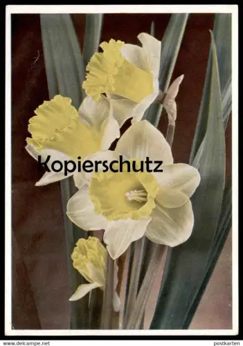 ALTE POSTKARTE BLUMEN TROMPETEN-NARZISSEN VERFASST WILSNACK 16.02.1945 Narcisse Daff Daffodil Flowers Fleurs postcard AK