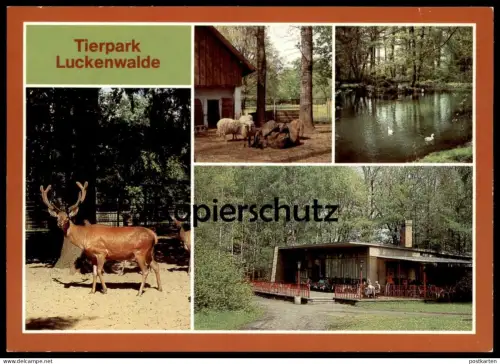 ÄLTERE POSTKARTE TIERPARK LUCKENWALDE HIRSCH SCHAF ZACKELSCHAF deer cerf jardin zoologique Zoo postcard cpa AK