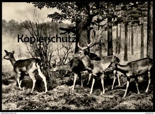 ÄLTERE POSTKARTE BERLIN MUSEUM FÜR NATURKUNDE DAMWILD REH HIRSCH Rehe Hirsche Roe fallow deer daim chevreuil cerf cpa AK
